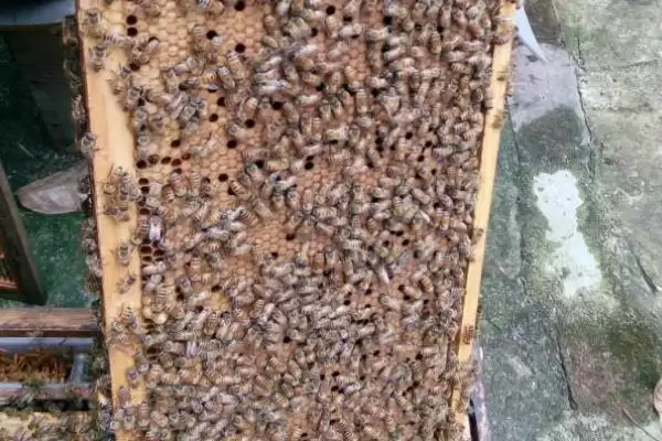 养中蜂的忌讳，最忌乱加巢脾插图7