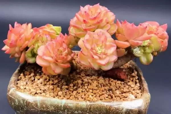 夏季养蜡牡丹的方法和要点？夏季养殖蜡牡丹要掌握哪些关键步骤？插图4