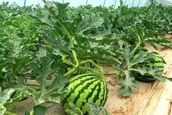 了解无籽西瓜种子价格的方法和重点？掌握无籽西瓜种子价格要做好哪些细节？插图3
