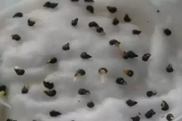 西瓜种子催芽方法的方法和重点？西瓜种子催芽要做好哪些细节？插图4