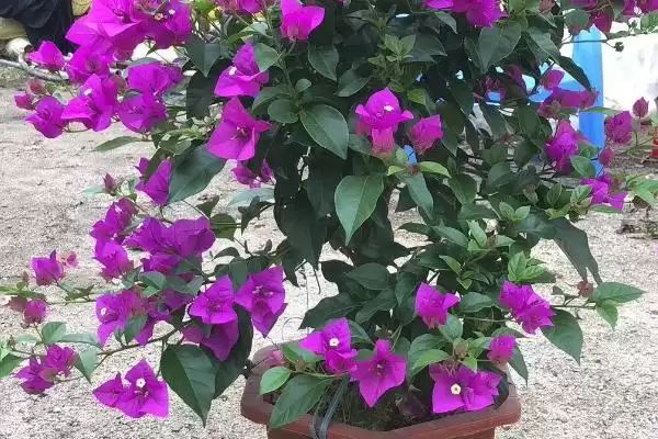 三角梅不开花怎么办？养护三角梅处理不开花问题要掌握哪些方法？插图1
