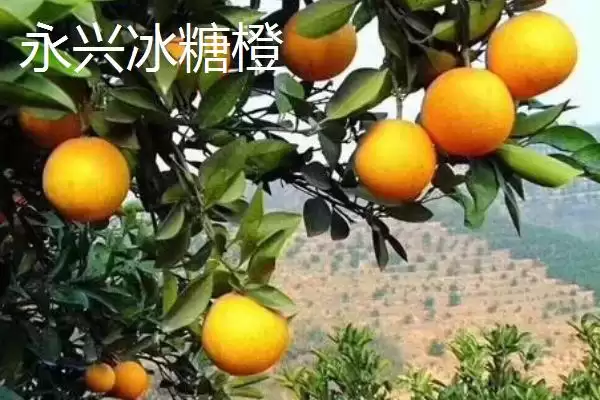 橙子著名产地与品质：赣州作为脐橙主产区的辉煌成就插图3