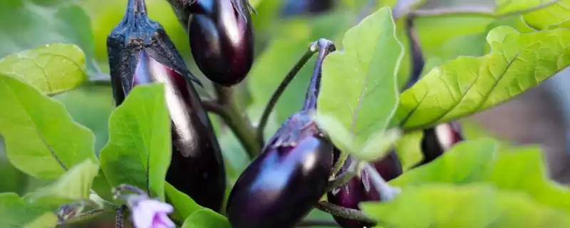 种茄子实现高产的方法和重点？种茄子实现高产要做好哪些细节？-会东网