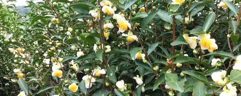 茶树是不是蜜源植物，属于蜜源植物-会东网