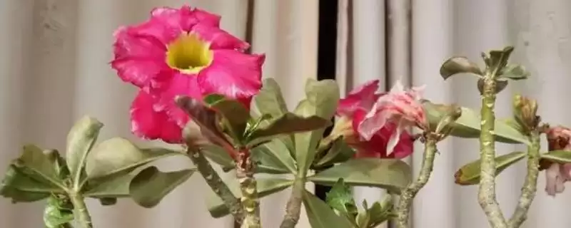 沙漠玫瑰秋季浇水方法？秋季给沙漠玫瑰浇水要掌握哪些要点？-会东网
