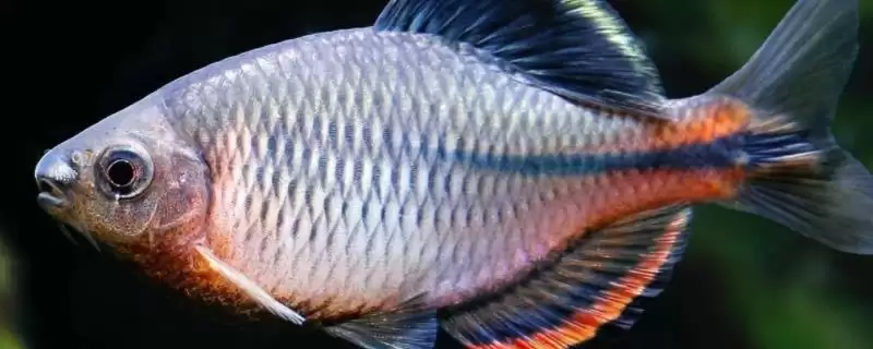 鳑鲏鱼的美食清单:荤素兼食的饮食偏好-会东网