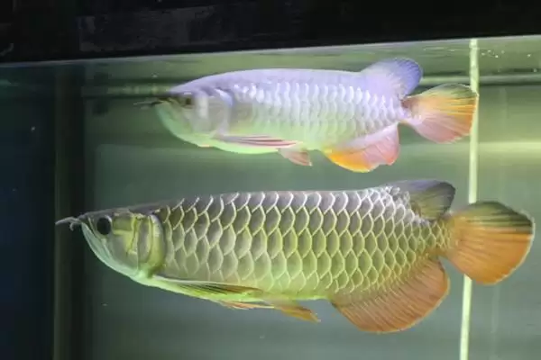 蓝底金龙鱼的灯光选择 ,蓝底金龙鱼为何可选超光灯等？插图5