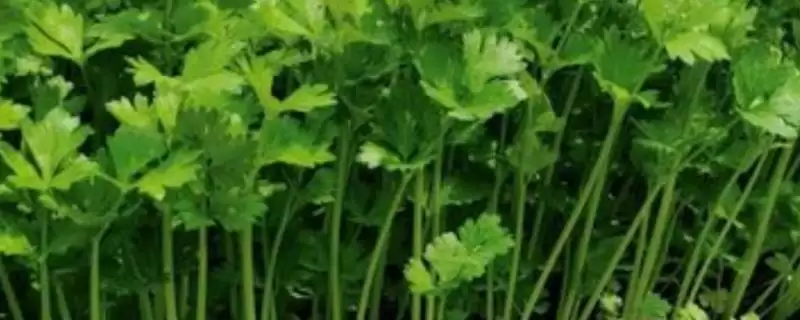 小香芹种植时间的要点和判断？确定小香芹种植时间需考虑哪些因素？-会东网