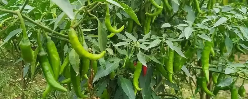 辣椒的种植时间 ,辣椒在春季和秋季种植有何不同？-会东网