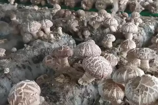 形成花菇的方法和重点？形成花菇要做好哪些细节？插图2