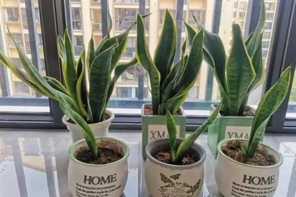 如何促使虎皮兰冒新芽？养护虎皮兰促新芽要掌握哪些有效技巧？插图5