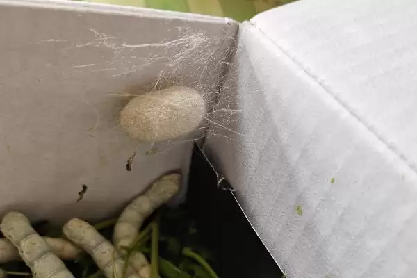 养蚕注意事项的方法和重点？养蚕注意事项要做好哪些细节？插图5