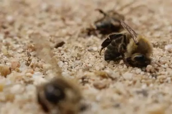 蜜蜂越冬死亡的原因，越冬是蜜蜂生存最大的考验插图1