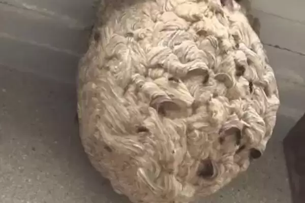 捅了马蜂窝过多久蜜蜂才会离开，大型马蜂可能会停留1-2天插图3