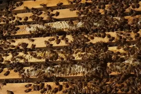 意蜂何时开始秋繁，北方为8月份、南方为9月份插图3