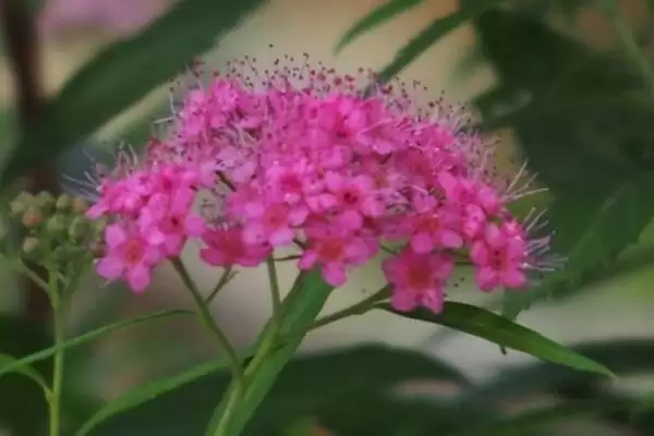 夕雾花花语的含义和要点？理解夕雾花花语需关注哪些关键？插图2