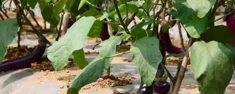 茄子打底叶时间秘籍：门茄2-3厘米左右第一次的要点-会东网