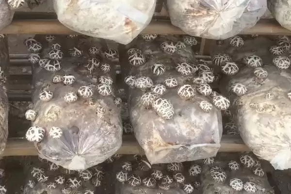 形成花菇的方法和重点？形成花菇要做好哪些细节？插图3