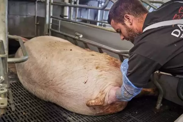 母猪生产多长时间算为难产情况呢,母猪生产超过 3 个小时算为难产情况插图2 母猪生产多长时间算为难产情况呢,母猪生产超过 3 个小时算为难产情况插图2
