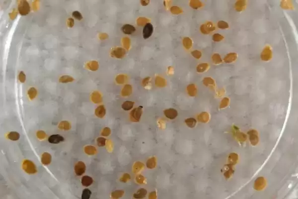 辣椒种子的浸泡方法 ,辣椒种子用多少度清水泡多久合适？插图1