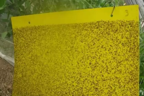 夏秋季避免烟粉虱蔓延的方法和要点？防治烟粉虱蔓延需注意什么？插图7
