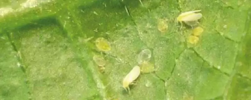 夏秋季避免烟粉虱蔓延的方法和要点？防治烟粉虱蔓延需注意什么？-会东网