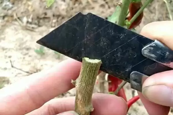 辣椒的嫁接方式 ,辣椒嫁接有哪些具体的方式呢？插图2