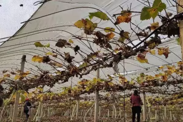 葡萄树冬季防寒攻略:培土、缠膜、喷药等的实用技巧插图1 葡萄树冬季防寒攻略:培土、缠膜、喷药等的实用技巧插图1