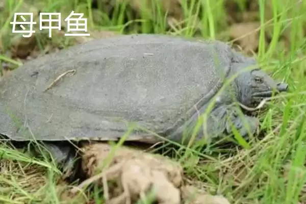 清溪花鳖的产地溯源：原产于东苕溪流域的地理优势插图3