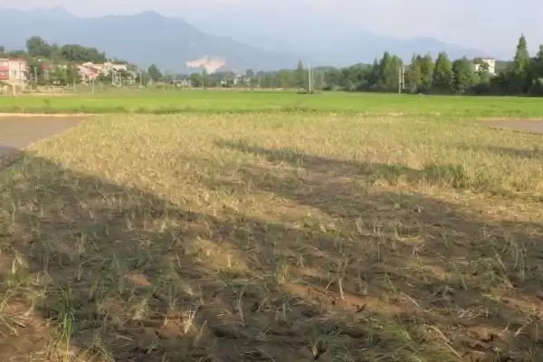 夏枯草种植的技术和要点？种植夏枯草要掌握哪些关键技术步骤？插图1