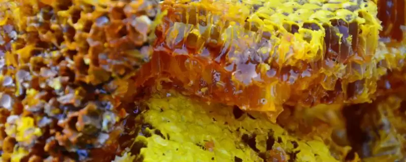 正宗椴树蜜的特征，质地粘稠呈水白色-会东网