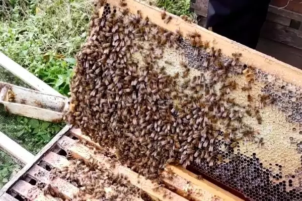 蜜蜂春繁一脾蜂过多久才加脾，通常要经过30天以后才能添加插图3