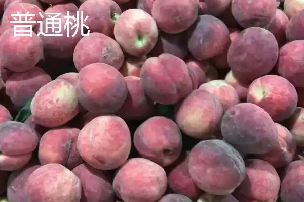 黄桃和普通桃的区别，黄桃呈金黄色、普通桃子呈青色外带一点粉红色插图2