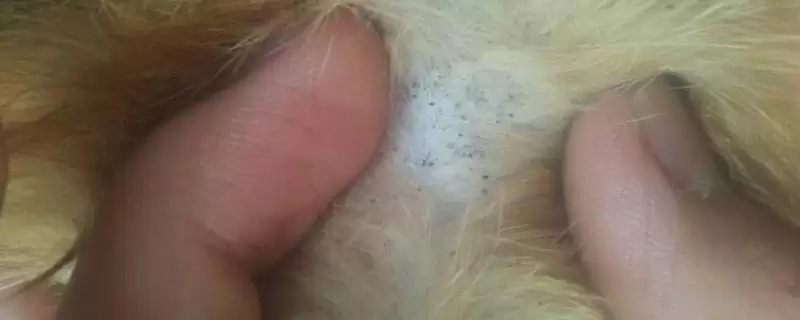 猫咪身上的黑色东西是什么 ,猫咪身上黑东西或为跳蚤或毛囊炎-会东网