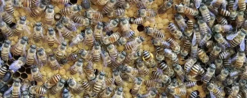 怎样识别作盗群，可在被盗群的巢门口撒些白色面粉或其他无毒的颜料-会东网