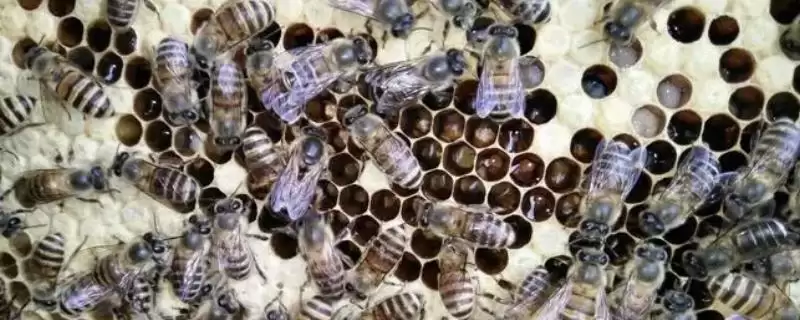 中国常见的蜜蜂有几种，有中华蜜蜂、意大利蜜蜂、东北黑蜂等11种左右-会东网