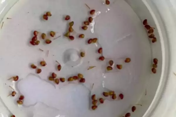 草莓如何播种，与细土拌匀后可撒播至苗床上插图1