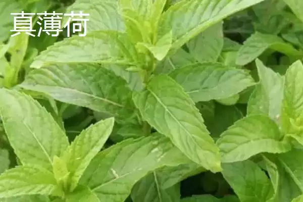 区分真假薄荷的方法和重点？区分真假薄荷要做好哪些细节？插图1