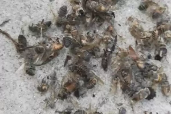 蜜蜂越冬死亡的原因，越冬是蜜蜂生存最大的考验插图4