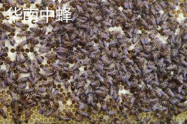 中蜂的品种，群势大小不一插图4