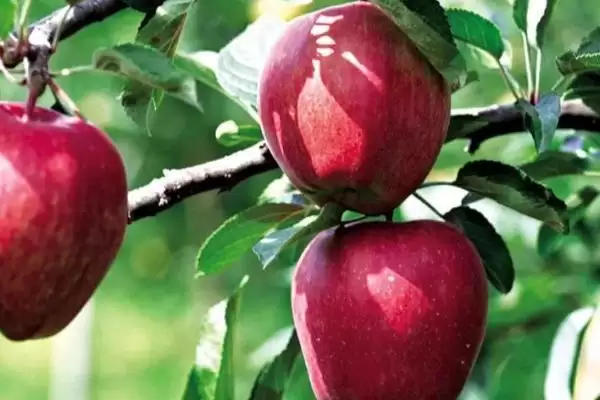 哪些因素会影响苹果着色，温度是主要原因插图4