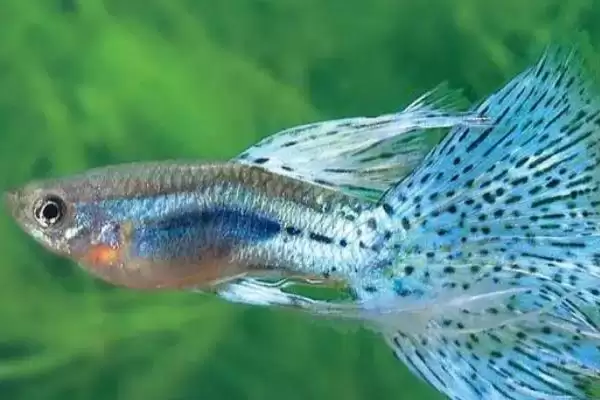 孔雀鱼背部烂肉的存活情况 ,孔雀鱼背部烂肉能存活取决于什么？插图2