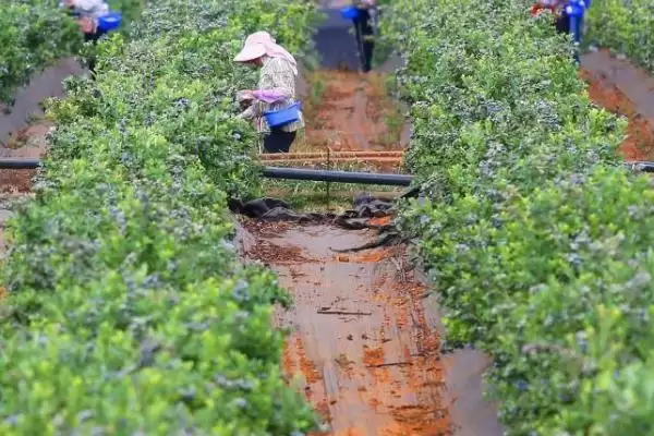 蓝莓蛴螬的防治方法 ,用杀虫灯诱杀蓝莓蛴螬效果如何？插图1