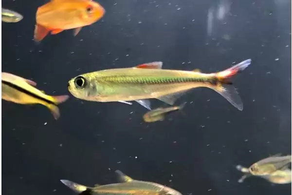 盲眼灯鱼好不好养 ,盲眼灯鱼饲养难度怎么样插图1