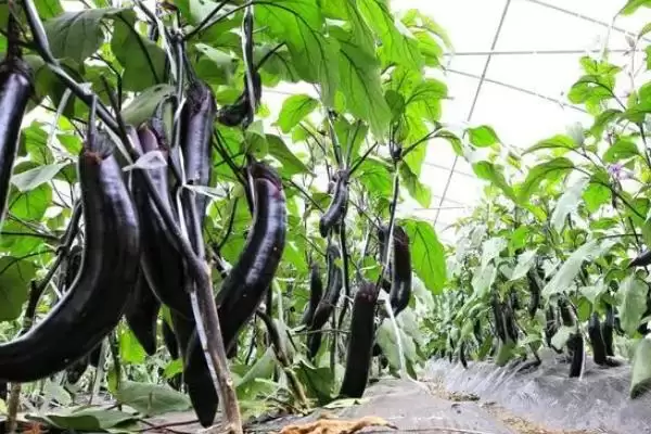 茄子灰霉病症状剖析：叶缘水浸状浅褐色病斑的特征插图3