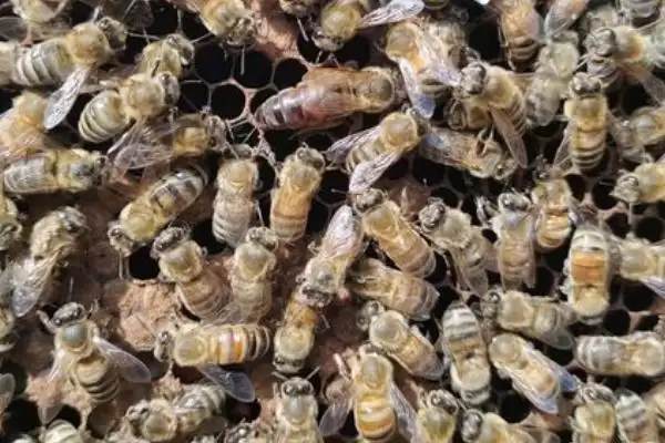 意蜂王多少钱一只，价格受颜色和产蜜能力的影响插图3