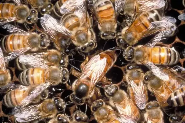 蜂王关在囚王笼中会不会产卵，被关入囚王笼中会暂时停止生产插图3