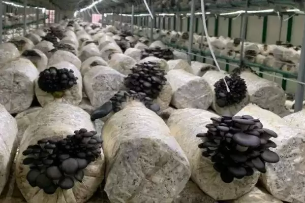 平菇在家种植攻略：菌包放在阴凉处的科学依据插图1