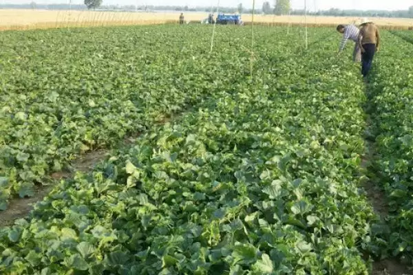 甜瓜适合在什么季节种植？确定甜瓜种植季节要考虑哪些气候和生长特性？插图4