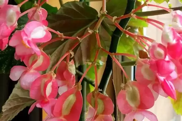 竹节海棠不开花的原因和解决要点？解决竹节海棠不开花需注意什么？插图3